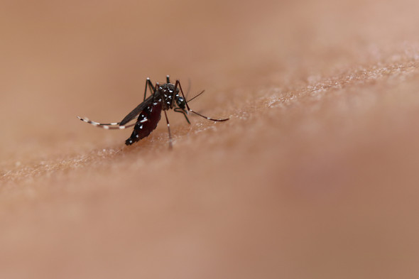 Aedes mosquito