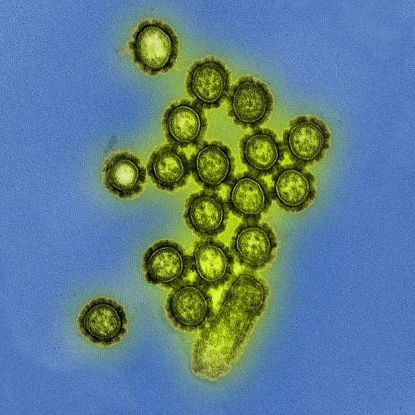 Influenza virus