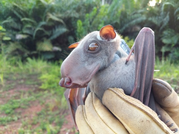 collared bat 