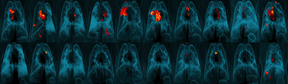 lung scans of monkeys vaccinated with TB vaccine