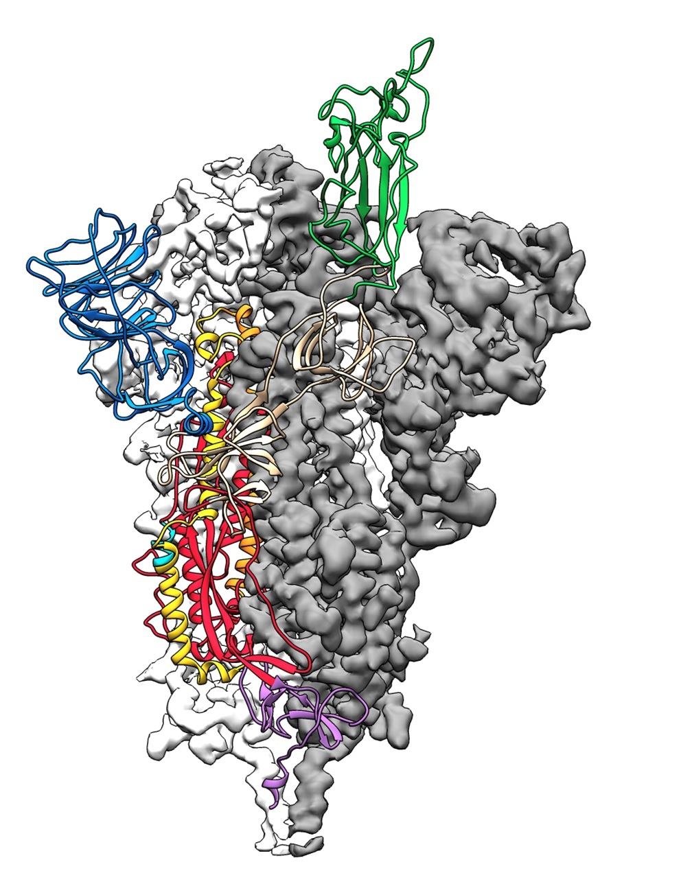 The atomic-level structure of the SARS-CoV-2 spike protein in its prefusion conformation. Credit: UT Austin, McLellan Lab.