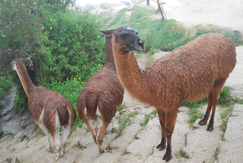 Three brown llamas in Peru; Credit: NIAID