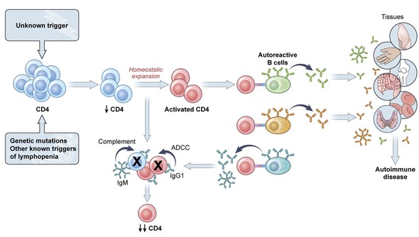 Graphic illustrating mechanisms of autoimmunity in ICL