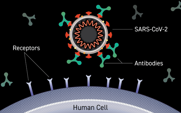 illustration of antibodies and cell