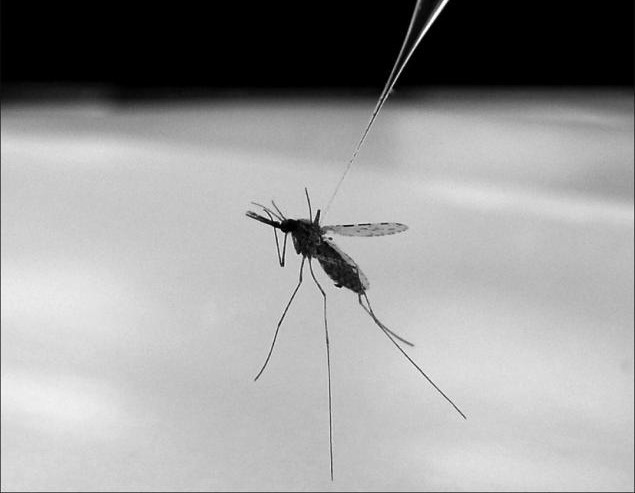 Anopheles mosquito