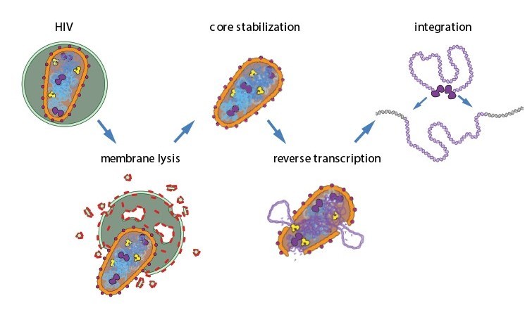 Illustration summarizing the steps researchers took to make HIV reverse transcription and integration happen in a test tube