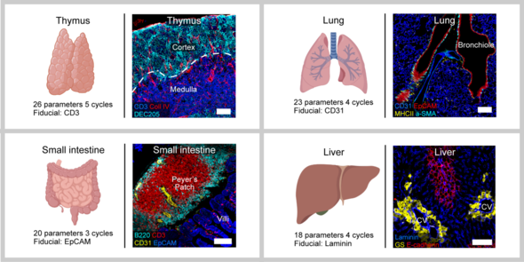 Confocal images from IBEX experiments with various mouse organs