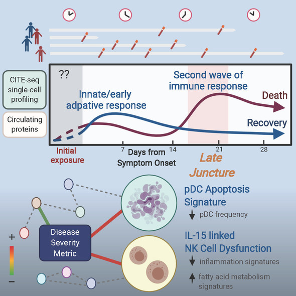 Illustration of the late time window in which individual immune responses to SARS-CoV-2 infection diverge