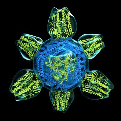 A colorized structure of a prototype for a universal flu vaccine, known as H1ssF_3928