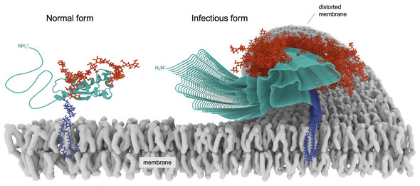 prion structure blog