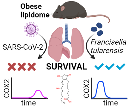 lung obesity