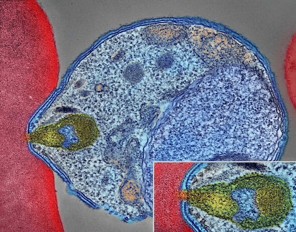 malaria parasite attaching to red blood cell