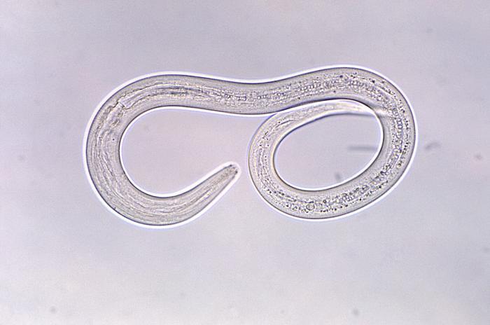 parasitic hookworm larva