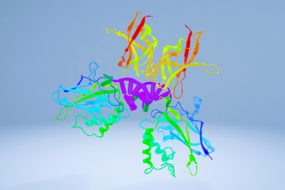 3D model of the Nuclear Factor Kappa B1 (NF-κB1) homodimer. NF-κB is an important immune modulator family (Credit: NIAID)