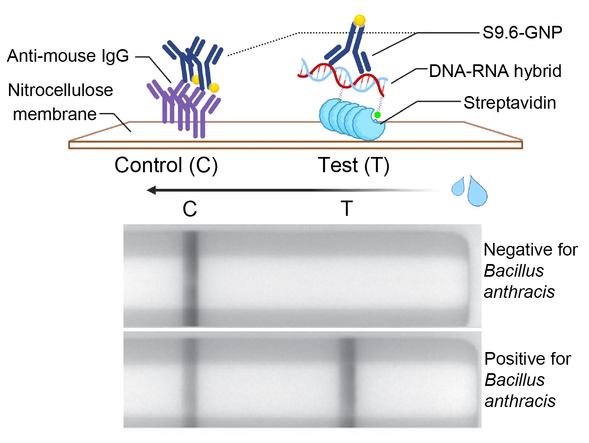 Rapid detection of RNA from Bacillus anthracis using S9.6 antibody in a lateral flow test