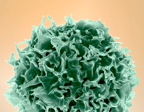 T cell green
