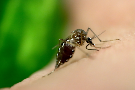 Close-up image of black mosquito with white spots on peach-colored skin on a green background