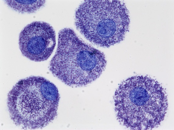 Microscopic image of round purple cells with dark purple circles inside the cells, all on white background.