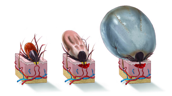 tick feeding illustration