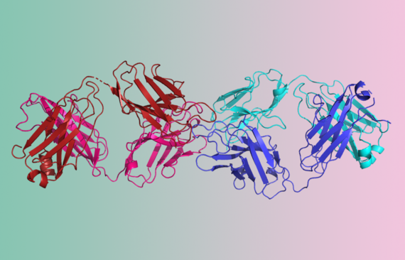 Two molecular models of antibodies depicted using ribbons, in red and pink on left and in blue and cyan on right, all on a green and pink background.