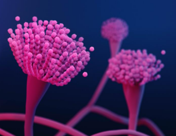 Bright pink stalks with strands of spherical spores radiating from their tops on a dark blue background.