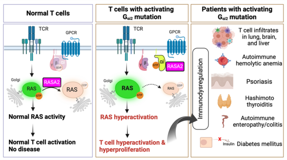 Illustration of study findings and of diseases in people who have the rare form of the protein.