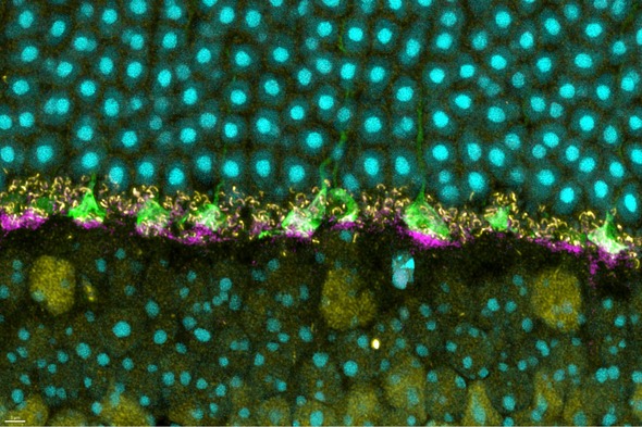 prion role light