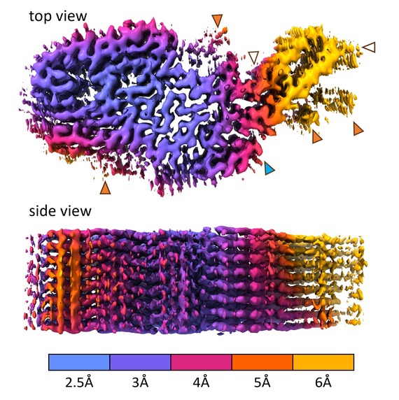 CWD structure image