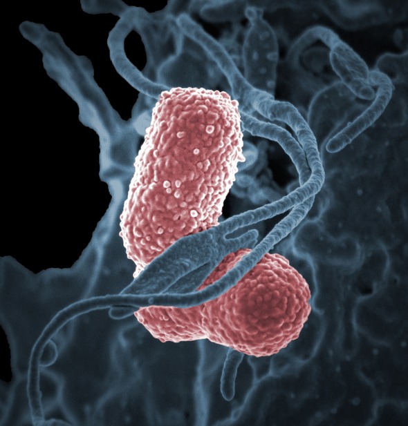 Klebsiella