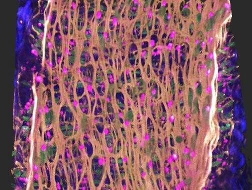 multiphoton molecular image of interior of blood vessel showing hemoglobin regularly spaced throughout