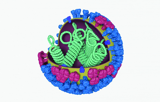 A three-dimensional illustration showing the different features of an influenza virus.