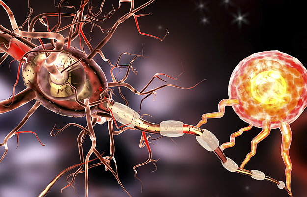 The illustration shows the repair of damage to a nerve cell.