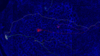 Olfactory Sensory Neurons