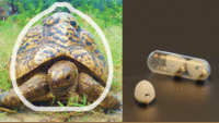 Tortoise and Pills