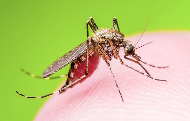 A mosquito seeking out a penetrable site on the skin of its host.