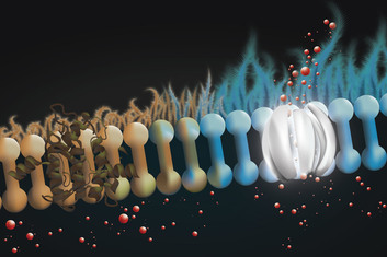 Illustration of the lining of the lung surface 