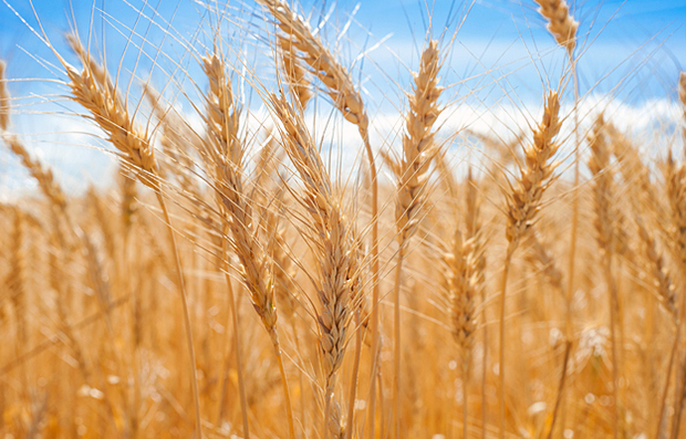 A field of wheat.