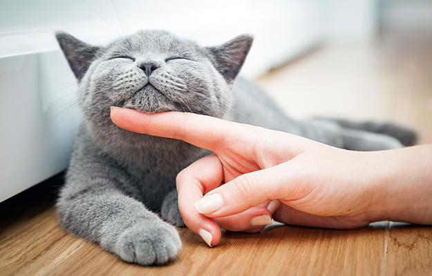 A finger stroking a cat's chin.