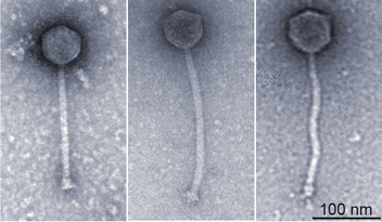 Bacteriophages