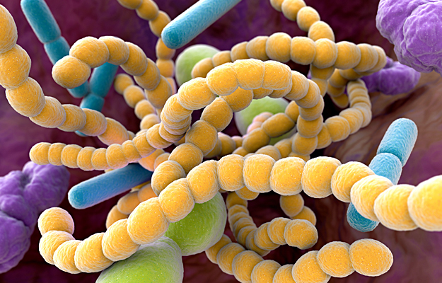 An illustration of bacteria found in the mouth.