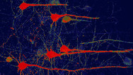 Glial cells reprogrammed as neurons