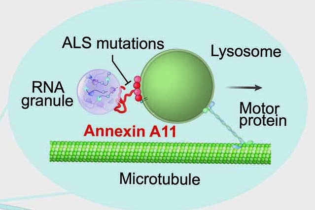 Cartoon showing annexin A11 function