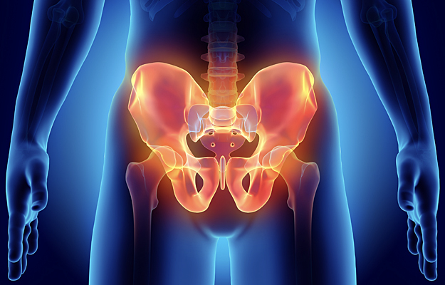 An illustration of a hip skeleton.