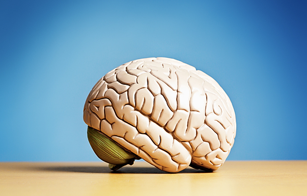 The side view of a model human brain.