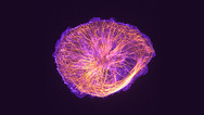 Cytoskeleton