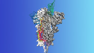 Spike Protein on Novel Coronavirus