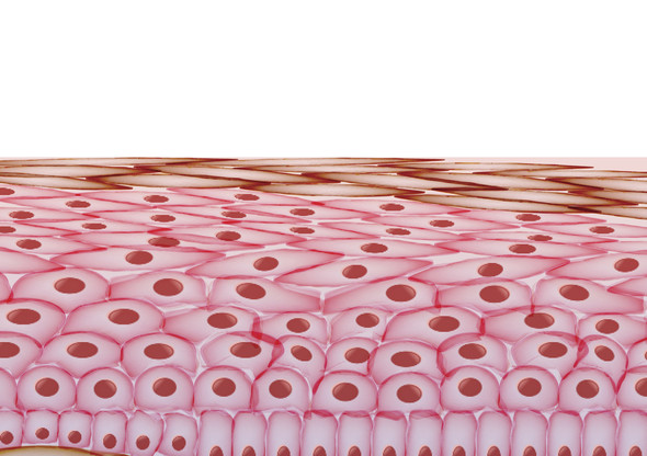 Skin cell layers