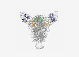 Antibodies bound to SARS-CoV-2 virus spike