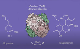 Illustration of catalase and polydopamine