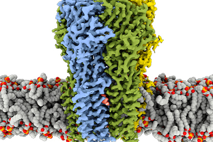 GABA receptor bound with propofol